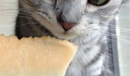 娱乐吃瓜猫,揭秘娱乐圈那些不为人知的幕后故事