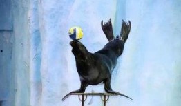 娱乐吃瓜君海狮,揭秘娱乐圈那些不为人知的幕后故事