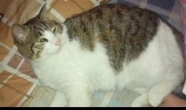 娱乐吃瓜猫,揭秘娱乐圈那些不为人知的幕后故事